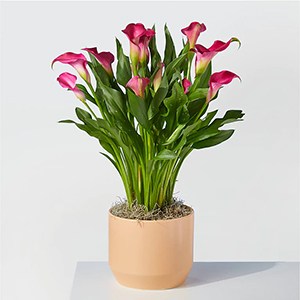 FTD My Darling Pink Calla Lily Plant