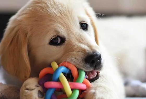 Best Interactive Dog Toys