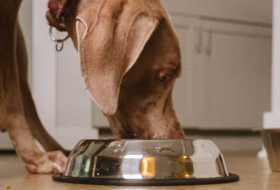 Best High Protein Dog Food