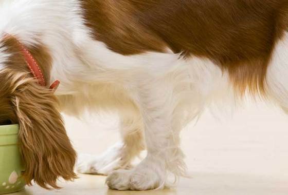 Best Liquid Dog Foods