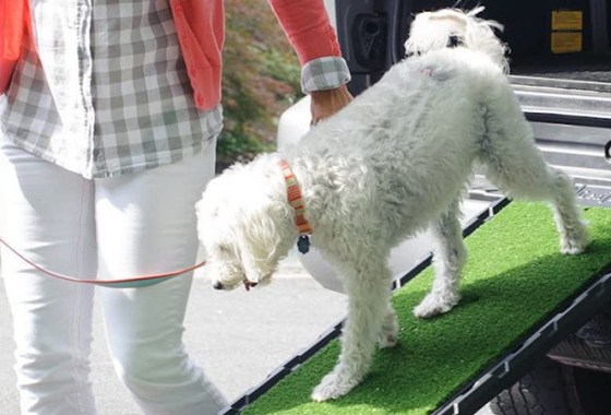Best Vehicle Ramps for Dogs