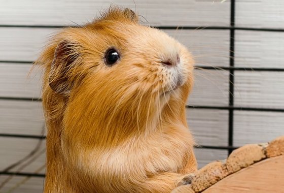 Best Guinea Pig Cages