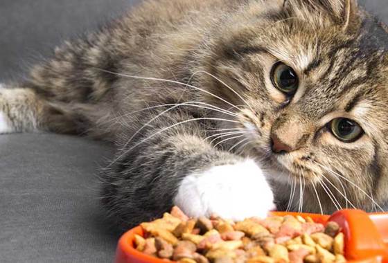 Best Low Fat Cat Food
