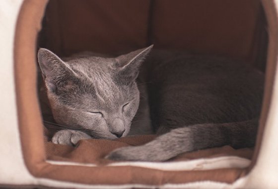 Best Heated Cat Houses