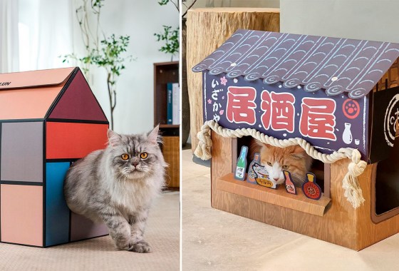 Give your cat the only toy they really want: a cardboard box