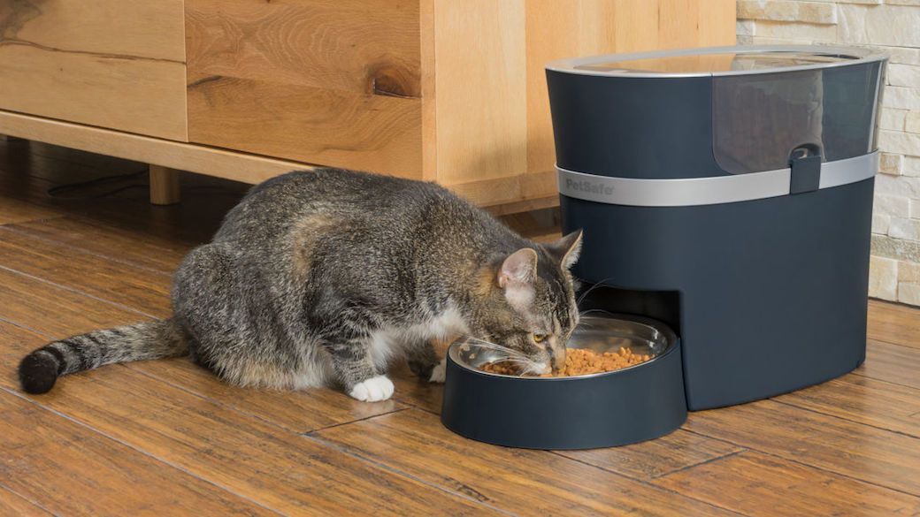 5 Best Automatic Cat Feeders May 2024 BestReviews