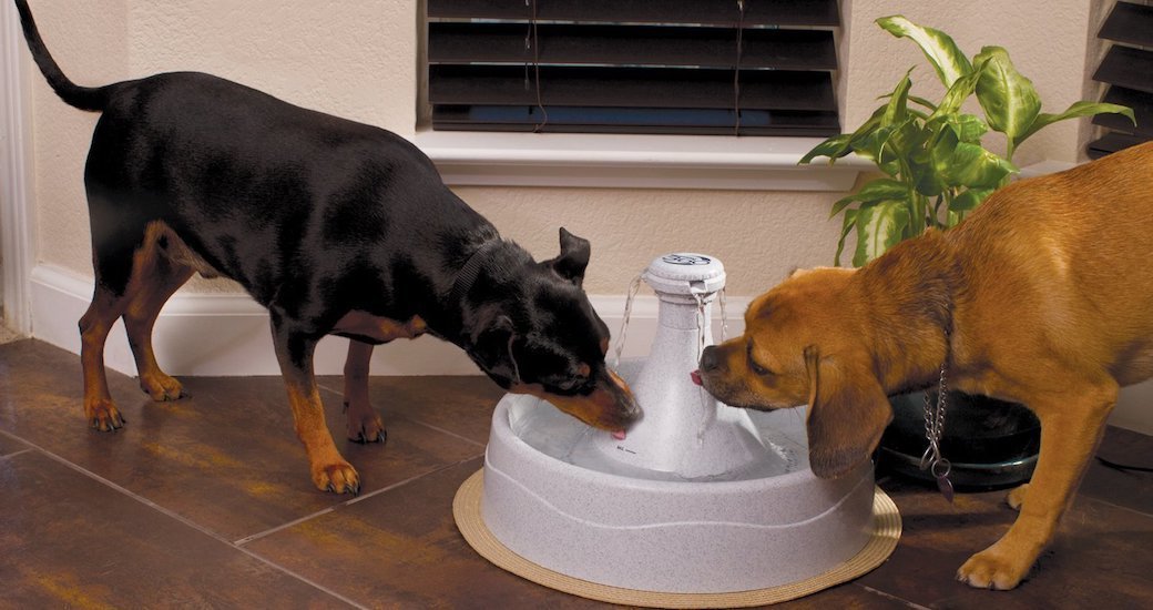 Installation  Quality Dog Water Fountains