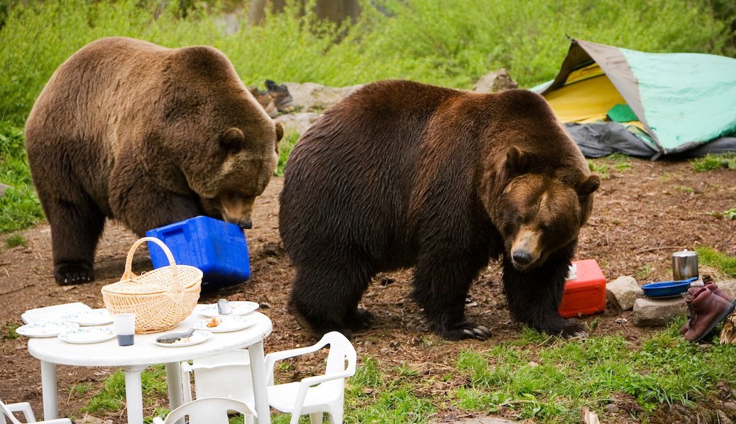 5 Best Bear Sprays June 2020 BestReviews