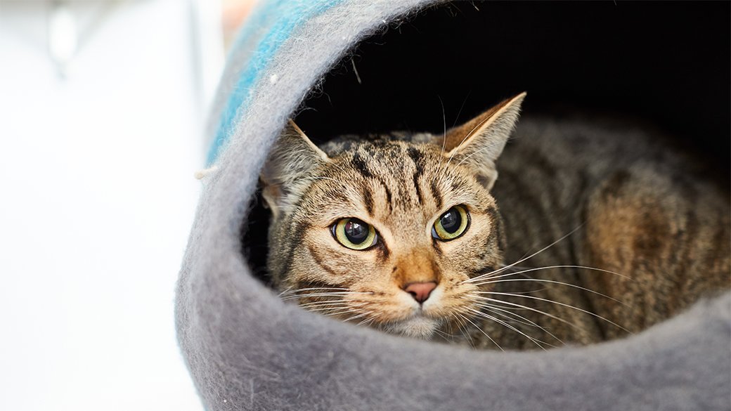 A gray and orange tabby snuggles cozily inside a cat house