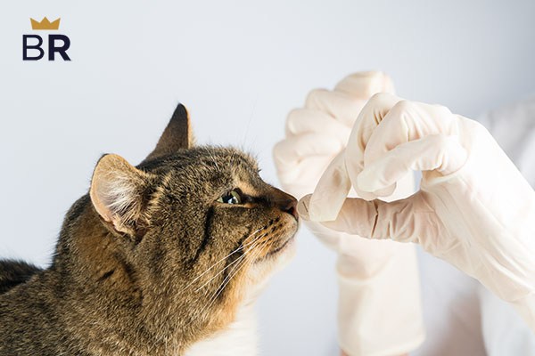 5 Best Dewormers for Cats - Apr. 2024 - BestReviews