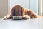 vegetarian dog food brands
