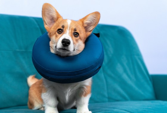 Best inflatable dog collar