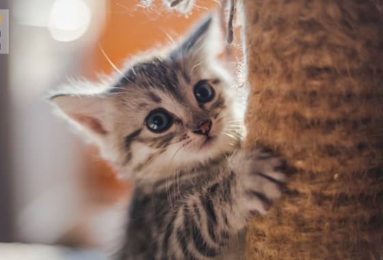 How to train a kitten