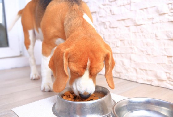 Best Science Diet dog food