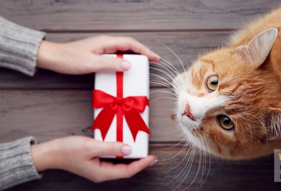 Best gifts for cats