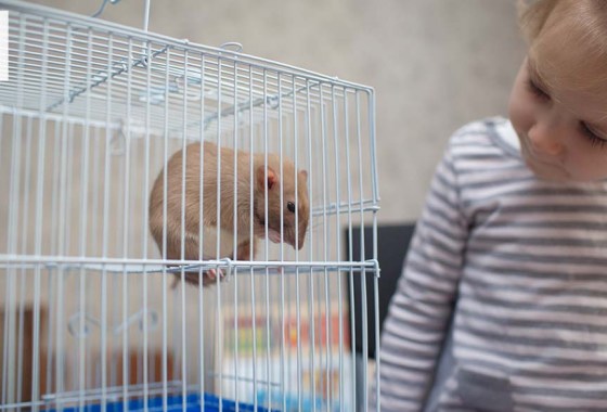 Best rat cage