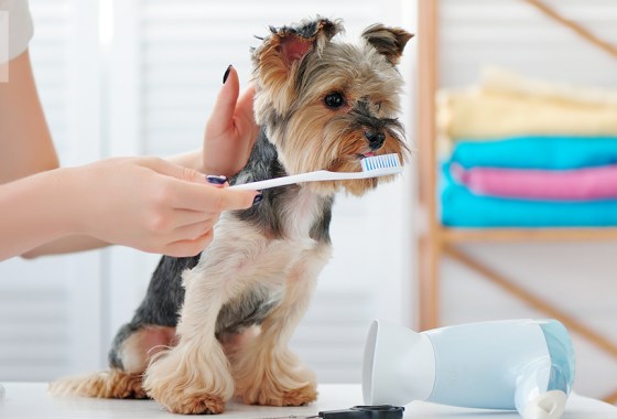 Best dog toothbrush