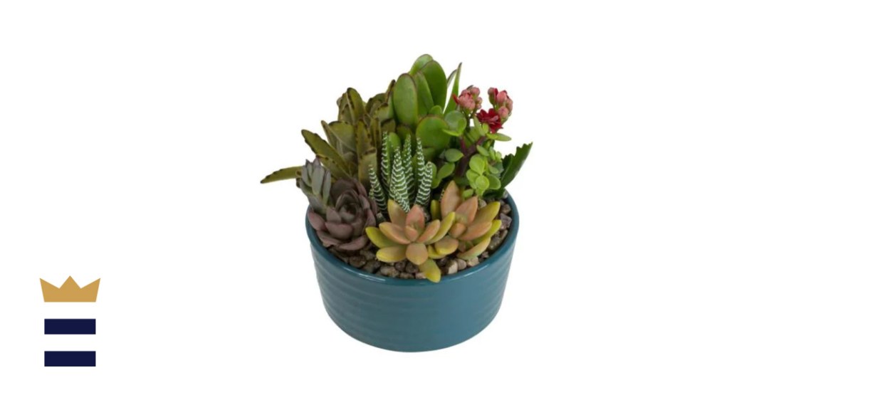 Atlantic Blue Ribbed Glazed Succulent Garden Plant