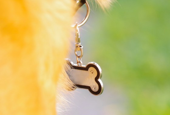 Best PetSmart dog tag