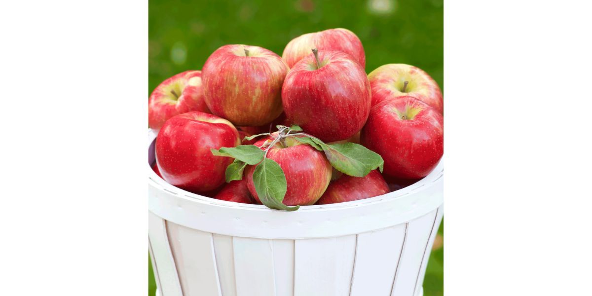 Honeycrisp Apple Tree