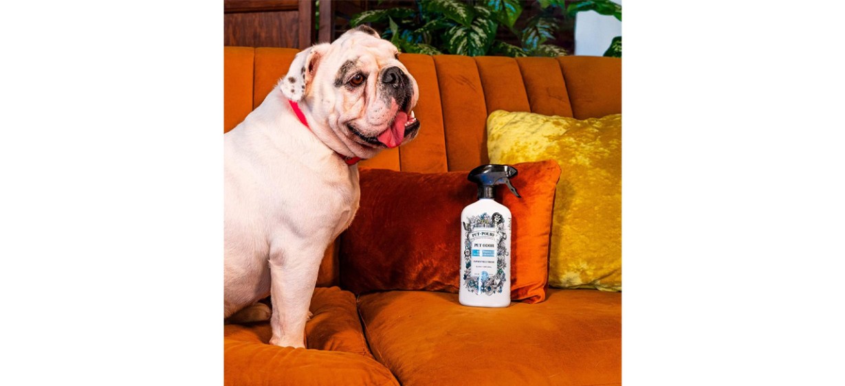 Wet Dog Smell Is Real And These Products Get Rid Of It wet-dog-smell-is-real-and-these-products-get-rid-of-it